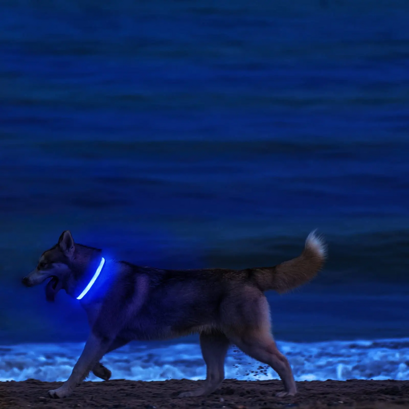 Collar Led Luminoso Mascotas Perro y Gato